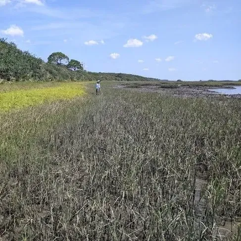 thumbnail for publication: Elevation Tolerances of Salt Marsh-Upland Ecotone Species: A Restoration Guide